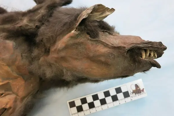 A close-up view of a preserved carcass of an ancient wolf, with its teeth appearing bared, along with a scale bar.