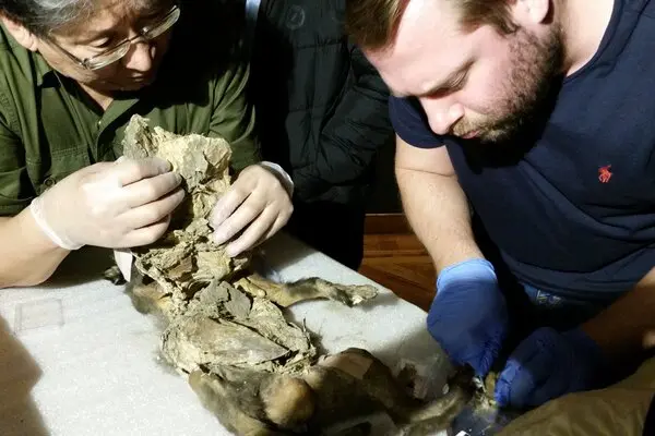 Two researchers delicately work with the preserved body of the wolf puppy.