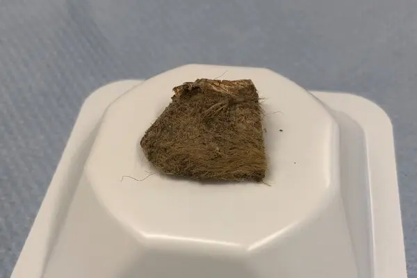 A piece of woolly rhino flesh on a white stand.