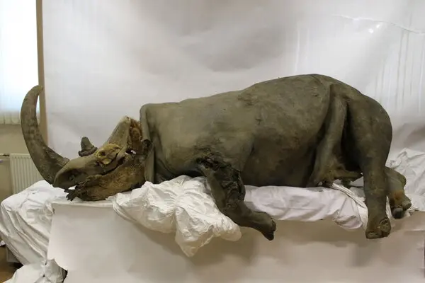 A woolly rhinoceros carcass specimen in a room of a research area of a museum.